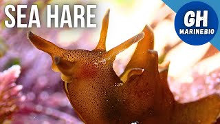 Species Spotlight  Sea hare Aplysia punctata [upl. by Ledeen]