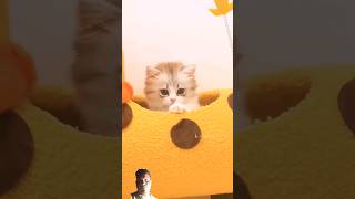 Cat meaw 🙄🐱meaw cute kitten catsounds [upl. by Charlean]