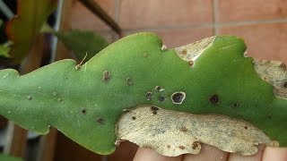 Epiphyllum Plant virus and what it looks like [upl. by Salahcin167]