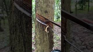 rubber tree sap☁️🌴 satisfying rubberwood rubberfarming rubber woodworking woodprocessing wood [upl. by Boleyn]