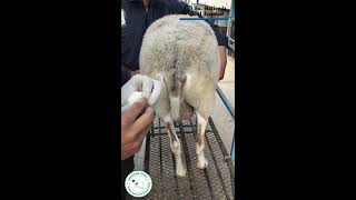 Toma de muestra para análisis coprológico Parásitos en heces fecales  Ex Hacienda El Zoquital 🐑 [upl. by Yesrej20]