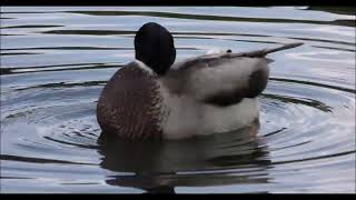 Greylag goose Canada goose duck coot and friends [upl. by Dannie]