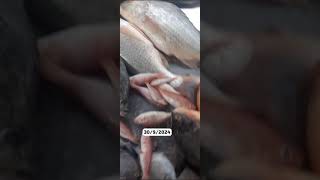 Podakkudi MS Fish Market [upl. by Onibas]