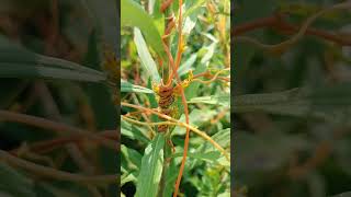 Native Plant Dodder Vine nature plants savethetrees [upl. by Siraf249]