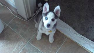 Husky Puppy Talking saying quotI love youquot [upl. by Atteuqal893]