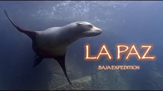 Diving with Playful Sea Lions and Cormorants in the Sea of Cortez  A La Paz Underwater Adventure [upl. by Yelnoc]