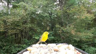 Pine Warbler [upl. by Nauqat]