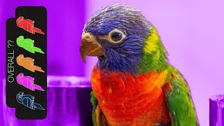 Rainbow Lorikeet The Best Pet Parrot [upl. by Neivad]