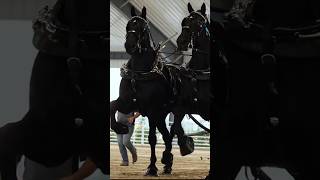 Most Powerful Percheron Horses In The World [upl. by Zetnas877]