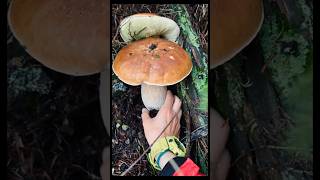 Beautiful mushrooms from Eastern Europe funghi porcini boletus grzyby гриби [upl. by Alegre]