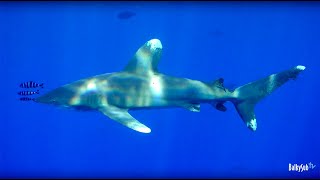 Red Sea  Daedalus Reef  Longimanus Shark [upl. by Devan]