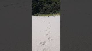 Two Quadrupeds cross paths at Wilsons Prom Gippsland [upl. by Va]