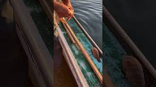 DamariscottaRiverBountySculpin shortsvideo sculpin fishing saltwaterfishing oceanfishing [upl. by Cass]