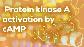 Protein kinase A activation by cAMP [upl. by Ydwor]