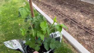 Boysenberry plant from Knott’s Berry Farm [upl. by Annahtur969]