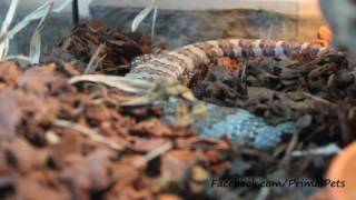 Merauke Blue Tongued Skink Burrowing [upl. by Serle505]