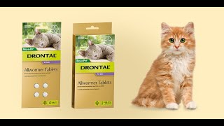 Everything You Wanted to Know about Drontal Allwormer Tablets for Cats  DiscountPetCare [upl. by Yleme]