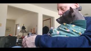 American Hairless Rat Terrier Nail Clipping Fun [upl. by Yema651]