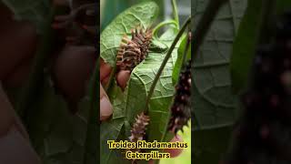 Troides Rhadamantus “Gold wing” CaterpillarCourtesy of Mindoro Butterfly Sanctuary [upl. by Gelasius577]