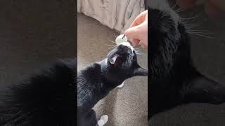 When Splotch the cat was given a new toy [upl. by Owens]