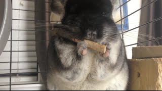 Chinchilla Chomping on Apple Stick [upl. by Ghassan]