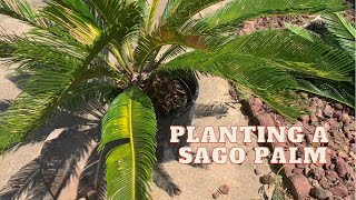 Planting a Sago Palm for Optimal Growth [upl. by Ramirol]