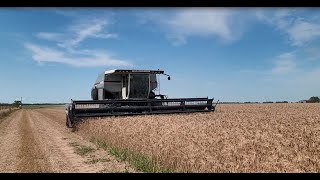 2023 Wheat Harvest with the N6 Gleaner [upl. by Dubois]