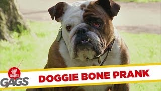 Teleporting Dog Bone Prank [upl. by Alick]