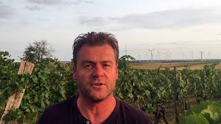 Austrias Carnuntum wine region with Gerhard Markowitsch [upl. by Anstus]