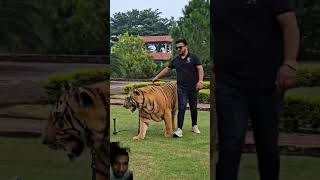 Tiger lover sort video coment and subscribe 👍shortvideo [upl. by Wootan]