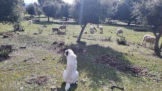 La importancia de los perros mastines con las ovejas [upl. by Ainirtac]