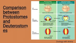 Comparison between protostomes and deuterostomes  protostomia and deuterostomia [upl. by Oettam213]