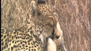 Serengeti National Park  Tanzania  Part 1 [upl. by Haidebej]