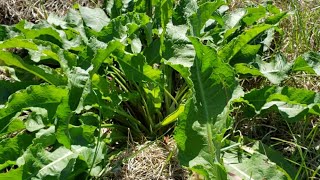 วิธีดูผักกาดป่าใบหยิกเปรี้ยวเหมือนผักติ้วอีสาน Curly Dock Sour Dock Rumex crispus [upl. by Caughey]