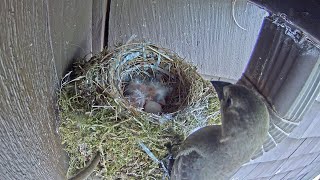 Cowbird Steals Its Own Hatchling [upl. by Zoes]