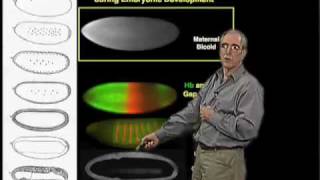 Eric Wieschaus Princeton Part 1 Patterning Development in the Embryo [upl. by Maryl]