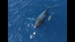 Baleines et dauphins  Humpback whales and dolphins [upl. by Yesdnik]