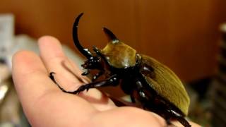 Megasoma gyas porioni  Rhinoceros Beetle  NashornkĂ¤fer [upl. by Diao]