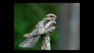 Lėlys  European Nightjar [upl. by Nikaniki]