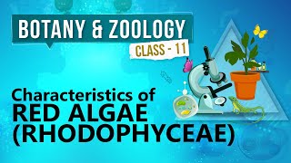 Characteristics of Red Algae  Rhodophyceae   Kingdom Plantae  Biology Class 11 [upl. by Aryc]