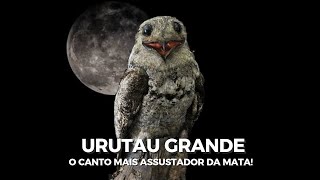 O Canto ASSUSTADOR do URUTAU GRANDE Nyctibius grandis [upl. by Aikram]