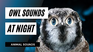 The Animal Sounds Owl Sound Effect at Night  Animation [upl. by Benji]