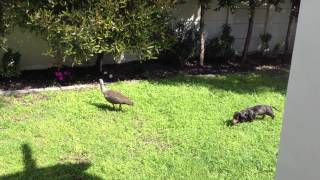 Birds going to kill Harry Our dachshund [upl. by Phina]