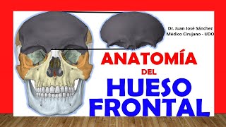 🥇 HUESO FRONTAL Anatomía Fácil Rápido y Sencillo [upl. by Bette-Ann]