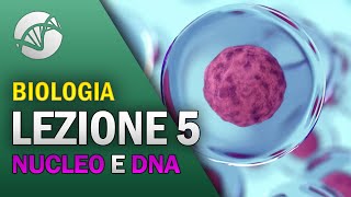 BIOLOGIA  Lezione 5  Il Nucleo e il DNA [upl. by Fiorenze512]