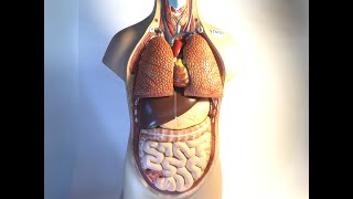 CCC Online Biology Lab  Human Torso Model Labeled [upl. by Julieta108]