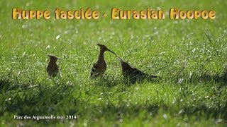 Huppe fasciée  Eurasian Hoopoe [upl. by Nauqal158]