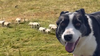 Amazing sheepdog working sheep on a Sunday [upl. by Selmore566]