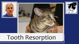 Cat Dental Disease Tooth Resorption 2013 [upl. by Ehcar364]