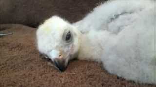 Northern Goshawk Chick [upl. by Ettolrahc]